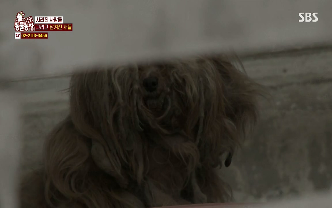 TV 동물농장.E1065.220418p-NEXT.mp4_20220417_181323.171.jpg