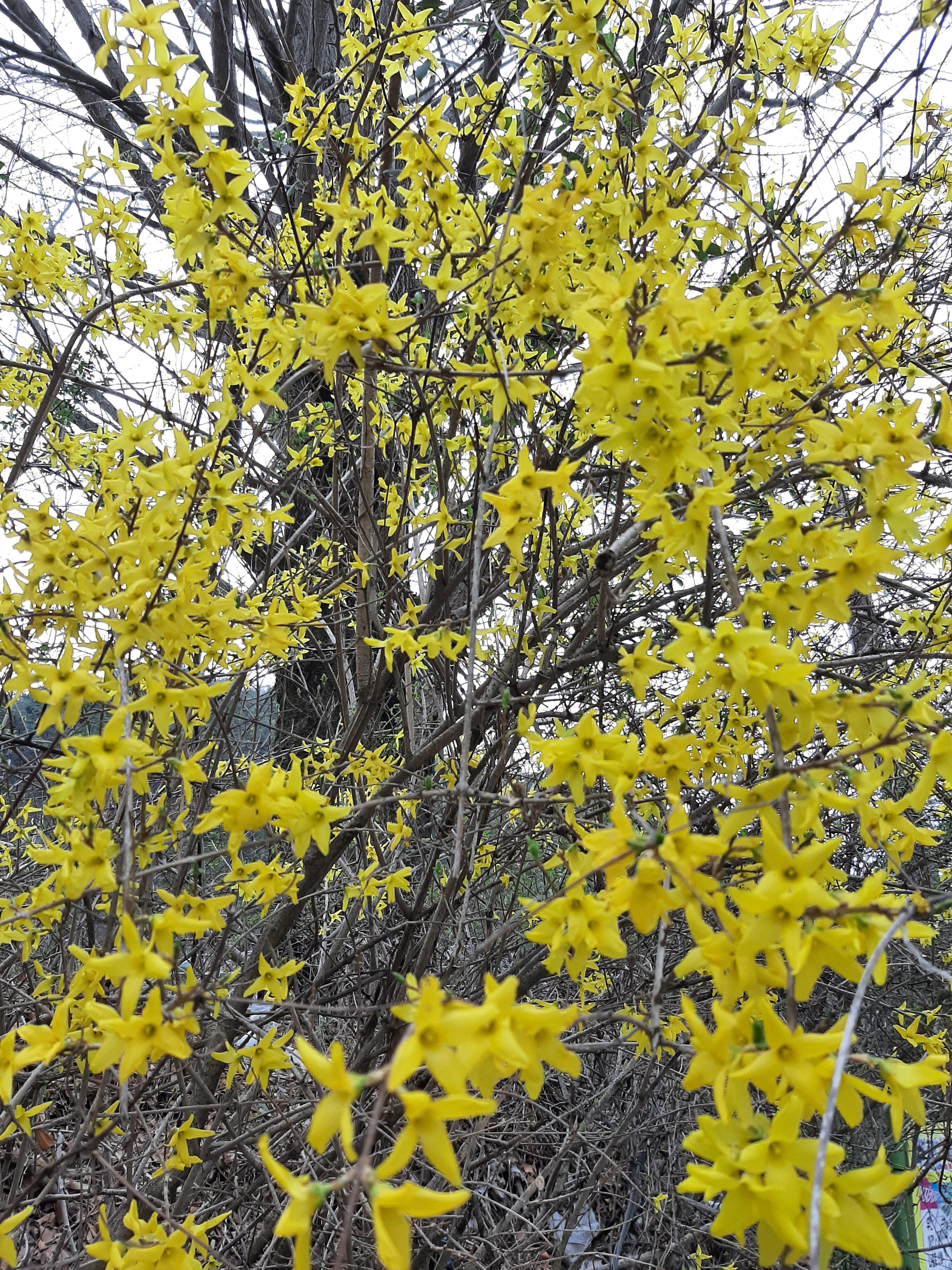 봄꽃 목련과 벚꽃이 한창입니다 / 꽃길만 걸으면 (03/23/22) 39