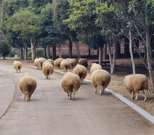 해운대수목원-양떼