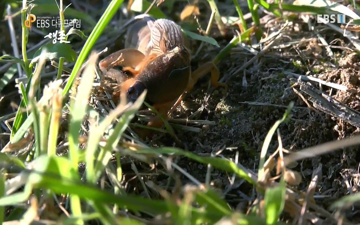 생존 3부_ EBS 다큐프라임_ 220629.avi_20220701_203730.302.jpg