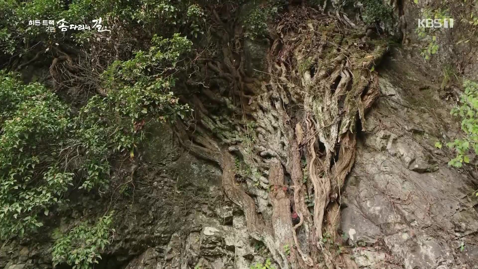 다큐 인사이트.E02.231215p.H264-F1RST.mp4_20231216_190012.914.jpg