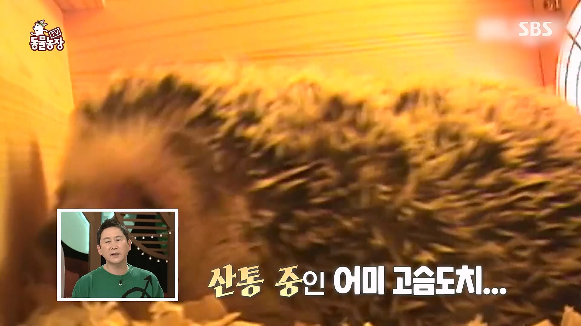 TV 동물농장.E1106.230129p.H264-F1RST.mp4_20230130_192723.353.jpg