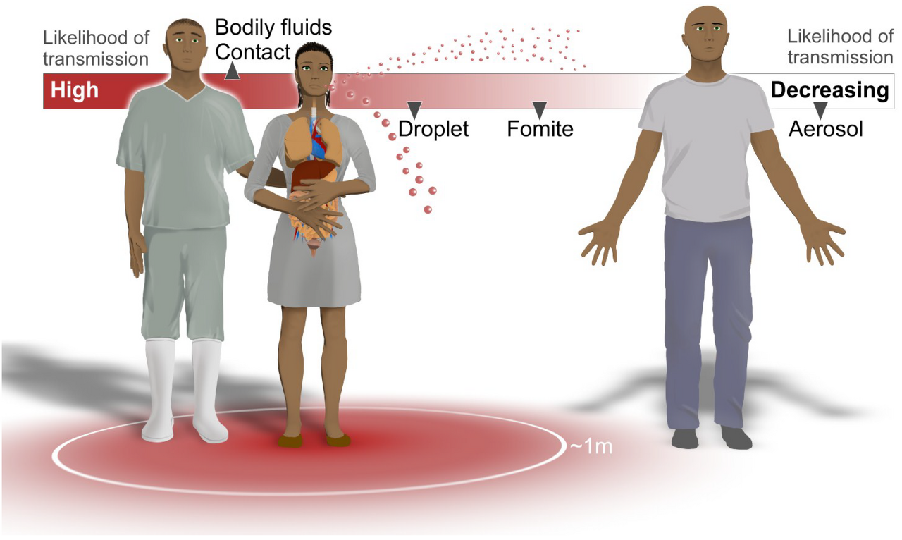 에볼라바이러스는 체액전파로 전파된다