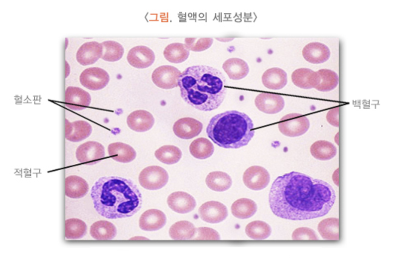 혈액의 세포성분