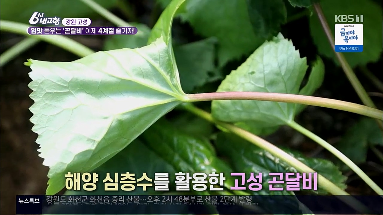 6시 내고향.E7756.230331p.H264-F1RST.mp4_20230331_203801.114.jpg