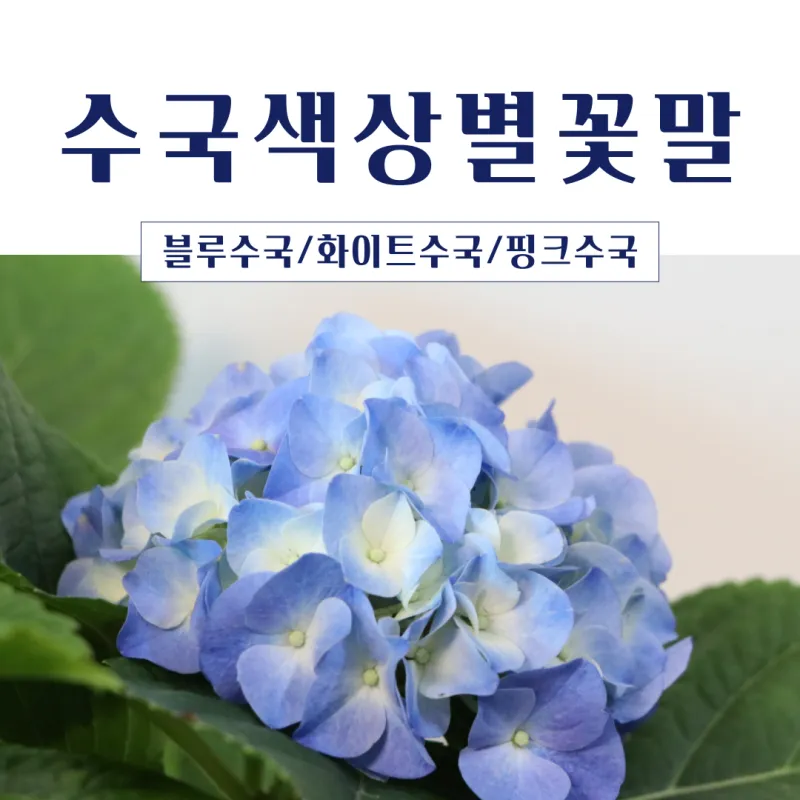 수국 키우는 법 색깔 변화 이유 관리_6