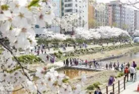 불광천-벚꽃길-2