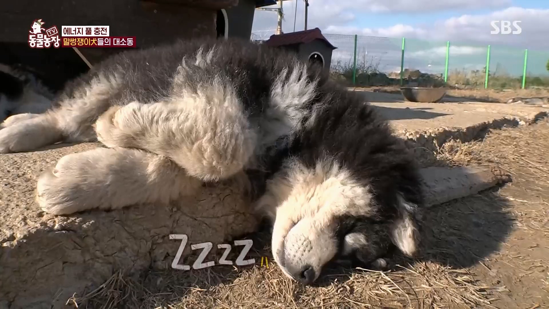 TV 동물농장.E1107.230205p.H264-F1RST.mp4_20230205_174001.885.jpg