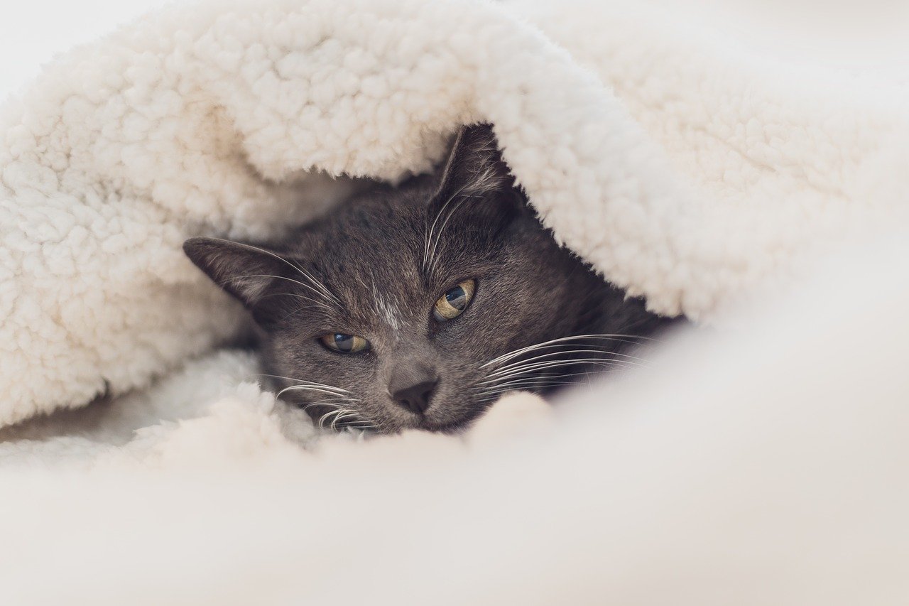  일명 고양이 감기, 상부호흡기증후군 증상 및 치료