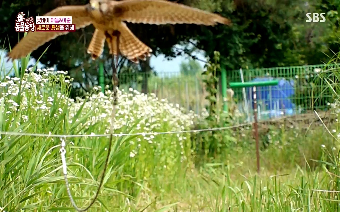 TV 동물농장.E1075.220627p-NEXT.mp4_20220626_175609.260.jpg