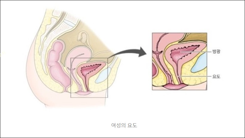 여성의 요도