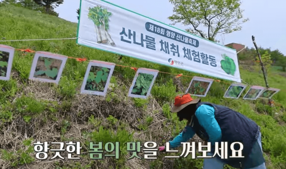 영양 산나물축제날짜 가수 주차 2024