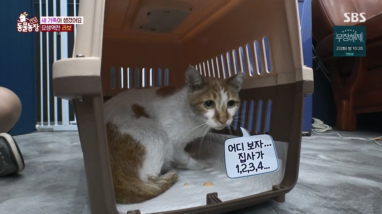 TV 동물농장.E1133.230814p-NEXT.mp4_20230813_171356.827.jpg