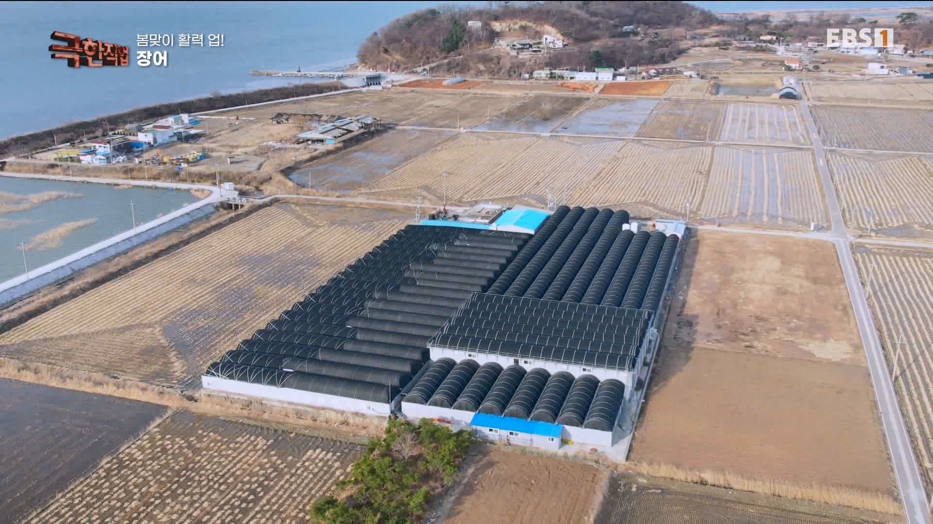 [극한 직업] 장어와 대왕문어 240316.mp4_20240317_153632.476.jpg