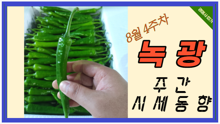  [경매사 고추 품종별 주간 동향보고] 다음주보다는 그 다음주 시세가 기대되는 "녹광" (8월 4주차)