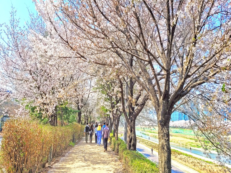 안양천벚꽃길