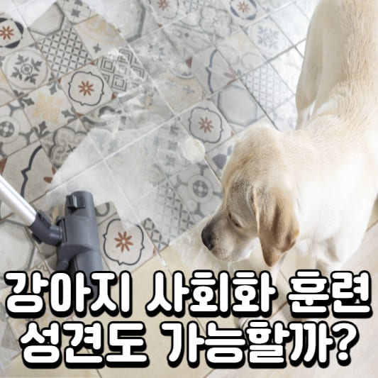 성견 사회성 성견 사회화 훈련
