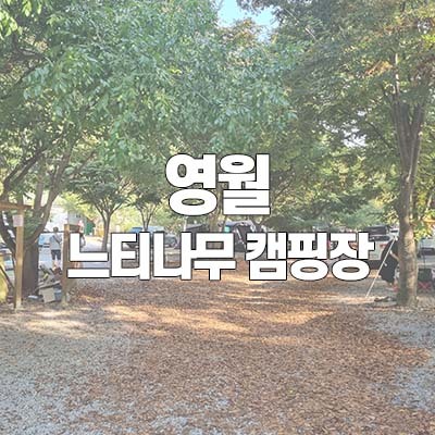  분위기 좋은 영월 느티나무 캠핑장