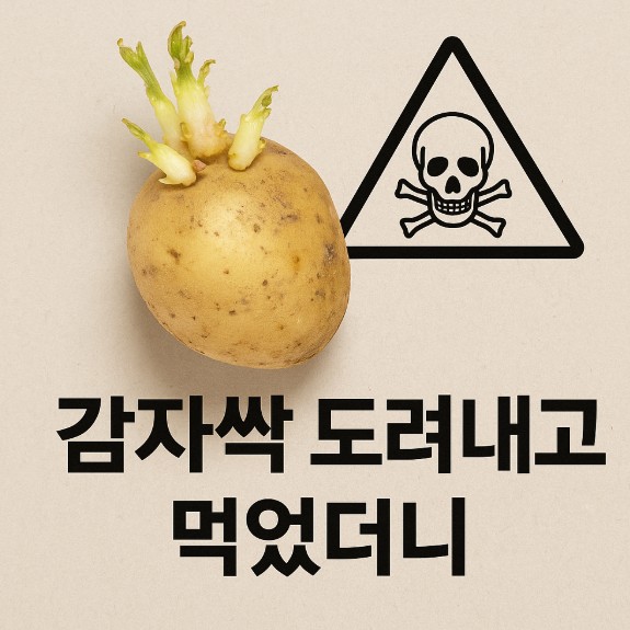 감자 효능 감자싹 도려내고 먹어도 솔라닌 제거 방법