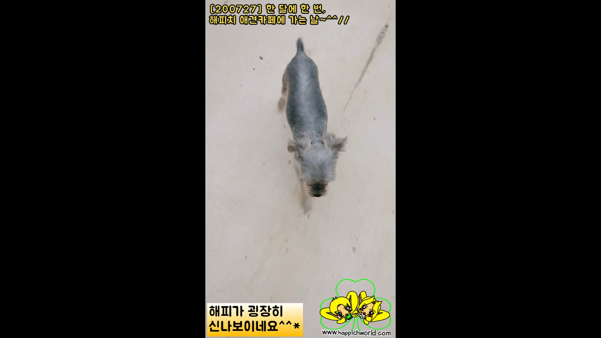  [글적글적][200727]한 달에 한 번, 해피치 애견카페에 가는 날~^^//ㅋ[12](동영상)