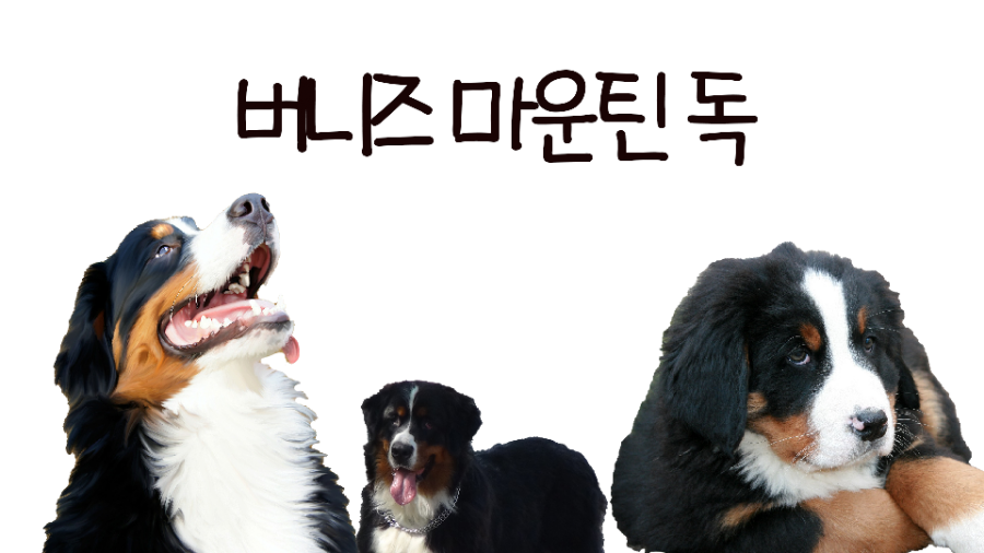 버니즈마운틴 독 8