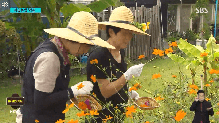 녹색처방전-우울감 낮추기-치유농원-치유농업프로그램-치유농장-치유농원-치유농업시설-치유농업법-장소-시간-가는길-안내