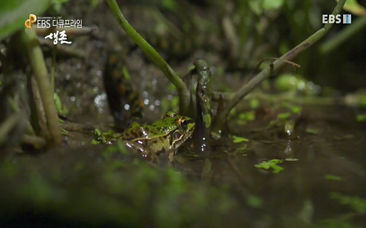 EBS 다큐프라임_ 220628.avi_20220629_205604.296.jpg