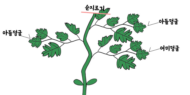 수박 순치기 방법