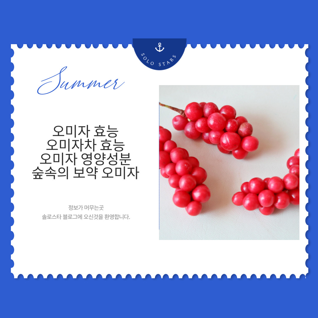 오미자 사진