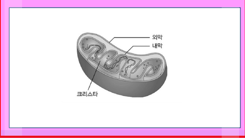  세포속의 보일러 미토콘드리아