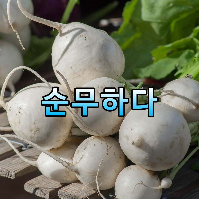 순무하다