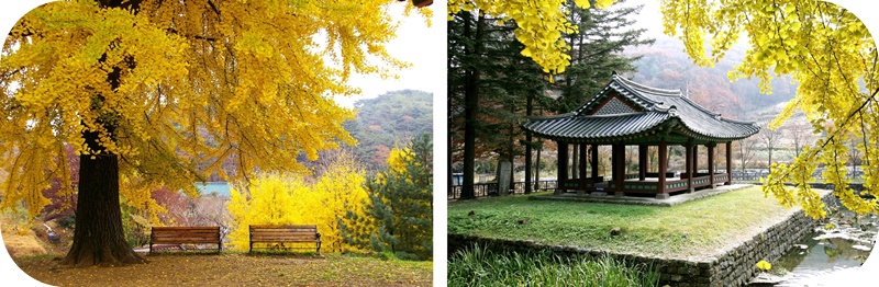 남한산성-내부-은행나무-단풍-절정
