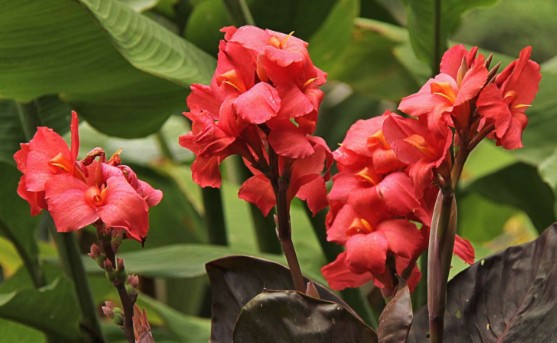 정원꾸미기 아름다운 빨간 꽃 - 칸나
