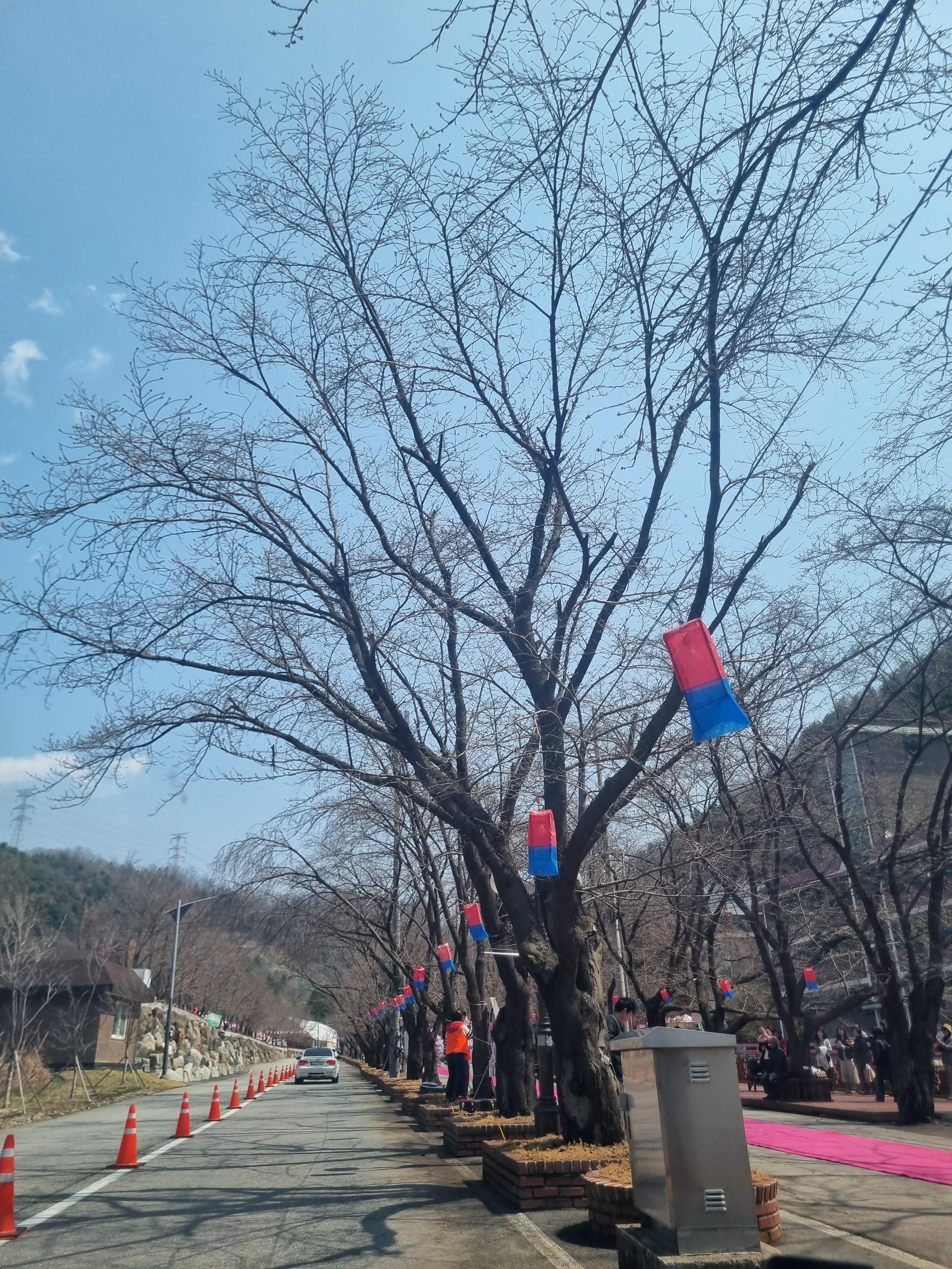 벚꽃명소