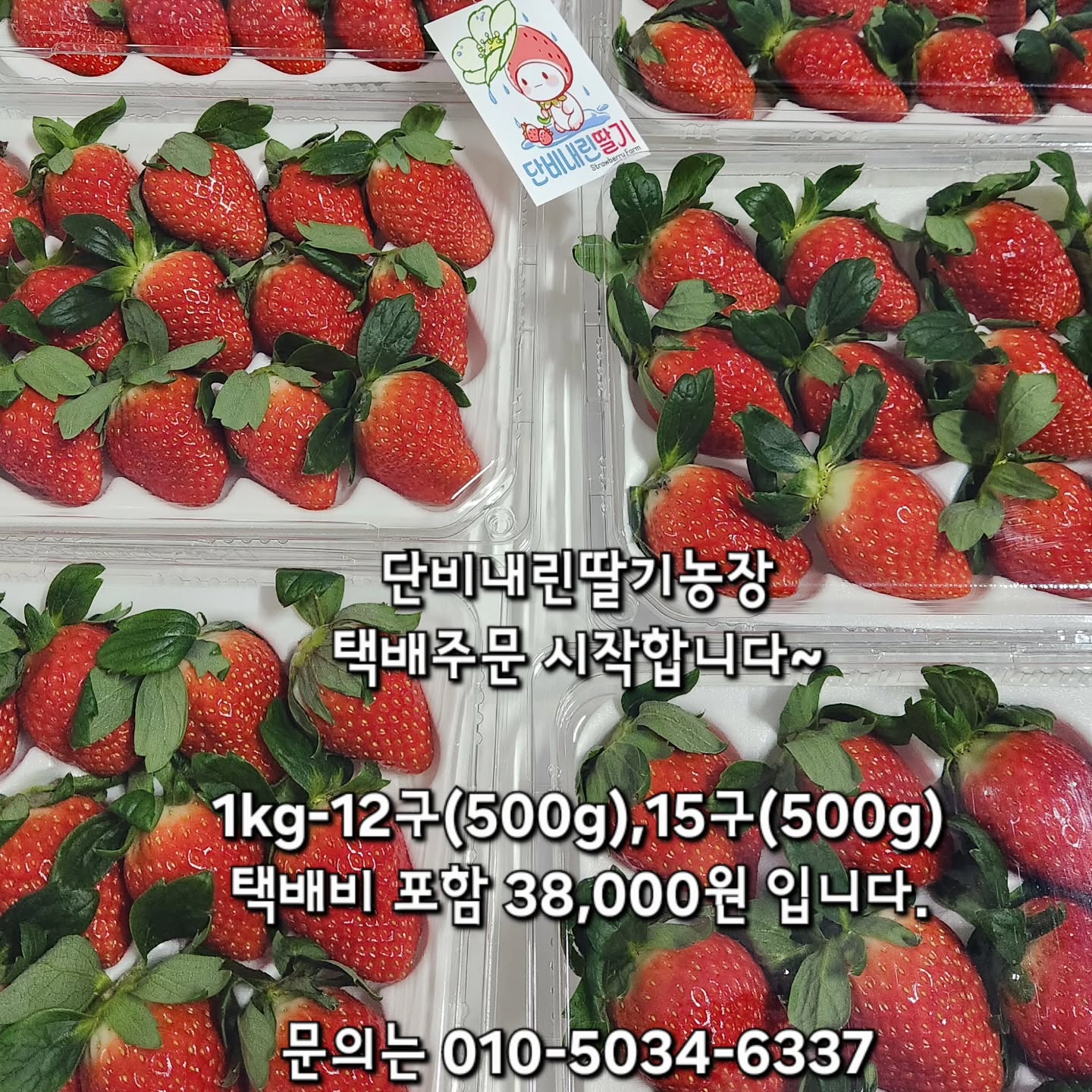 단비내린딸기농장