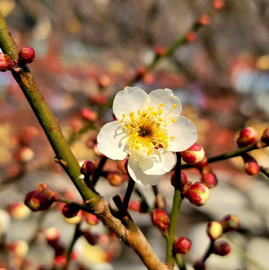매화와 벚꽃&#44; 봄의 전령사를 구별하는 방법