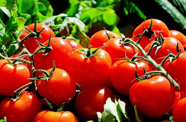 암세포 박멸에 좋은 음식 토마토 효능