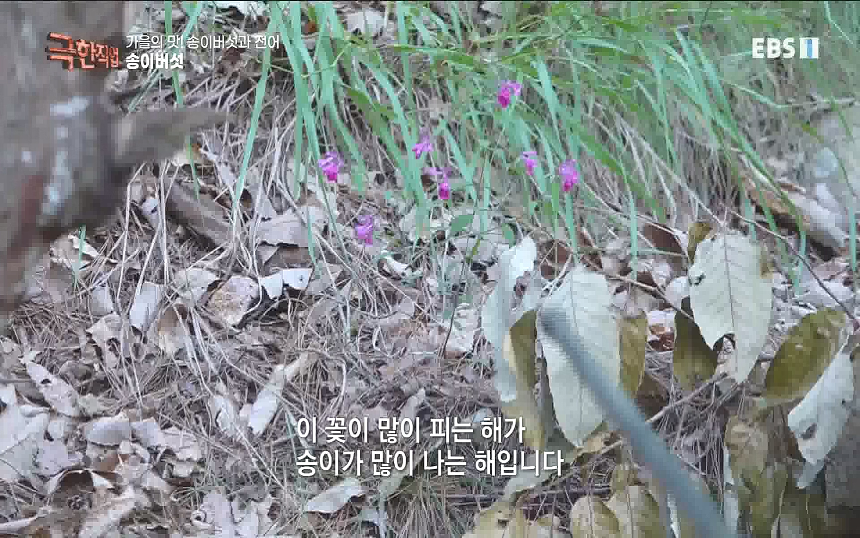송이버섯과 전어 221008.mp4_20221012_213436.016.jpg