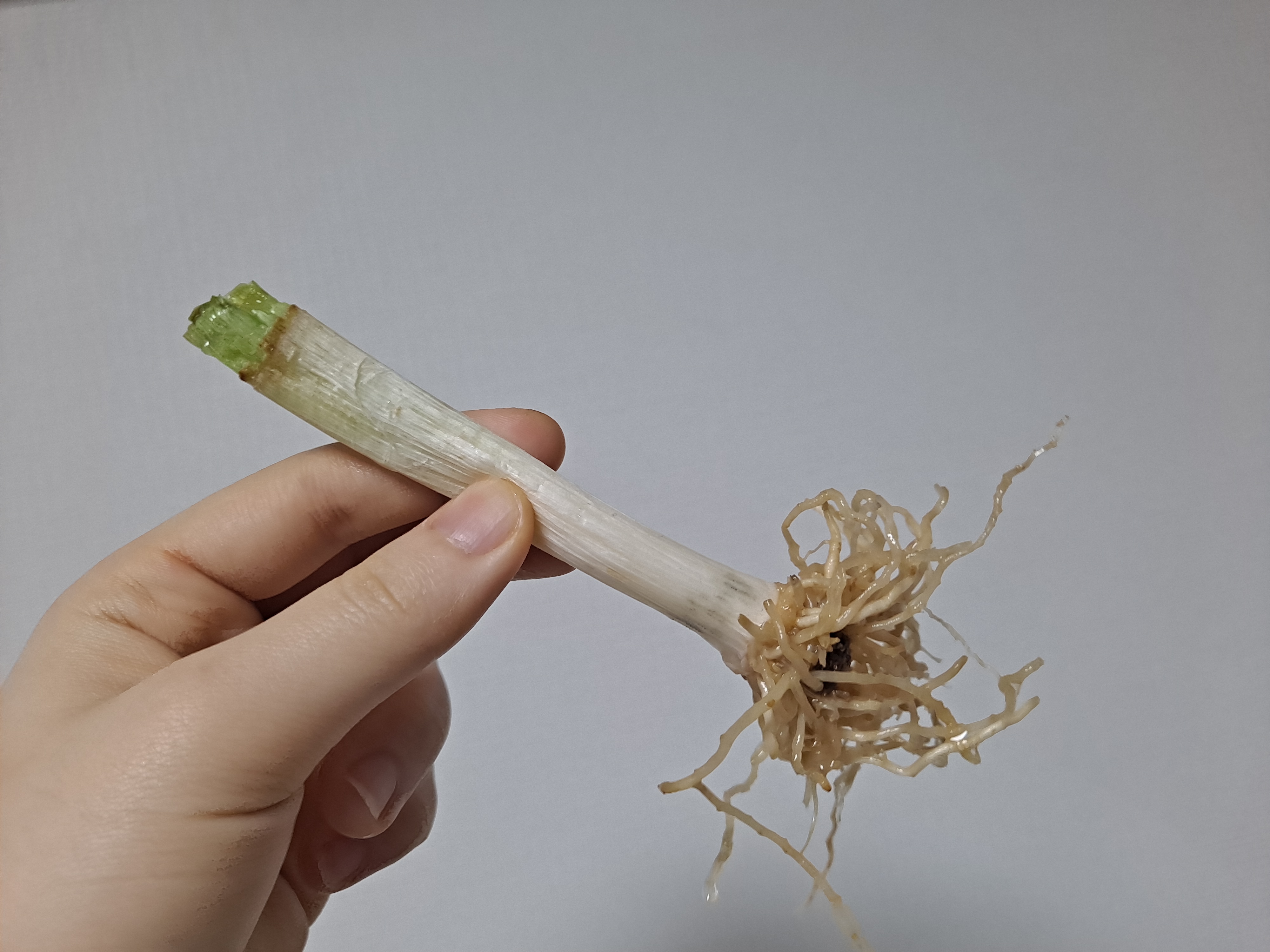  대파 수경 재배 26일차, 죽은 대파 버리기
