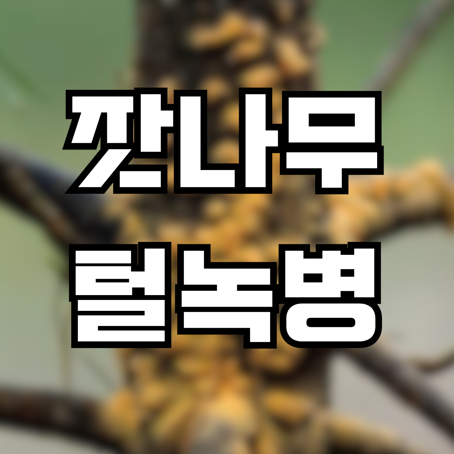  잣나무 털녹병