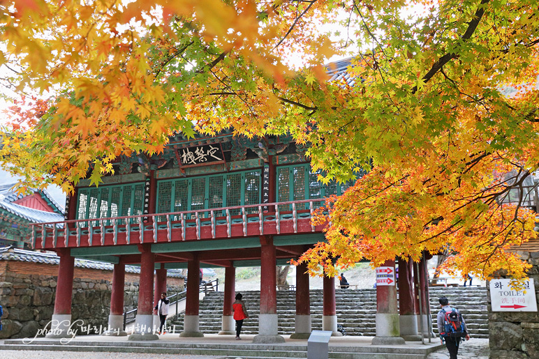 11/5 장산 단풍 절정의 정읍 내장사 1