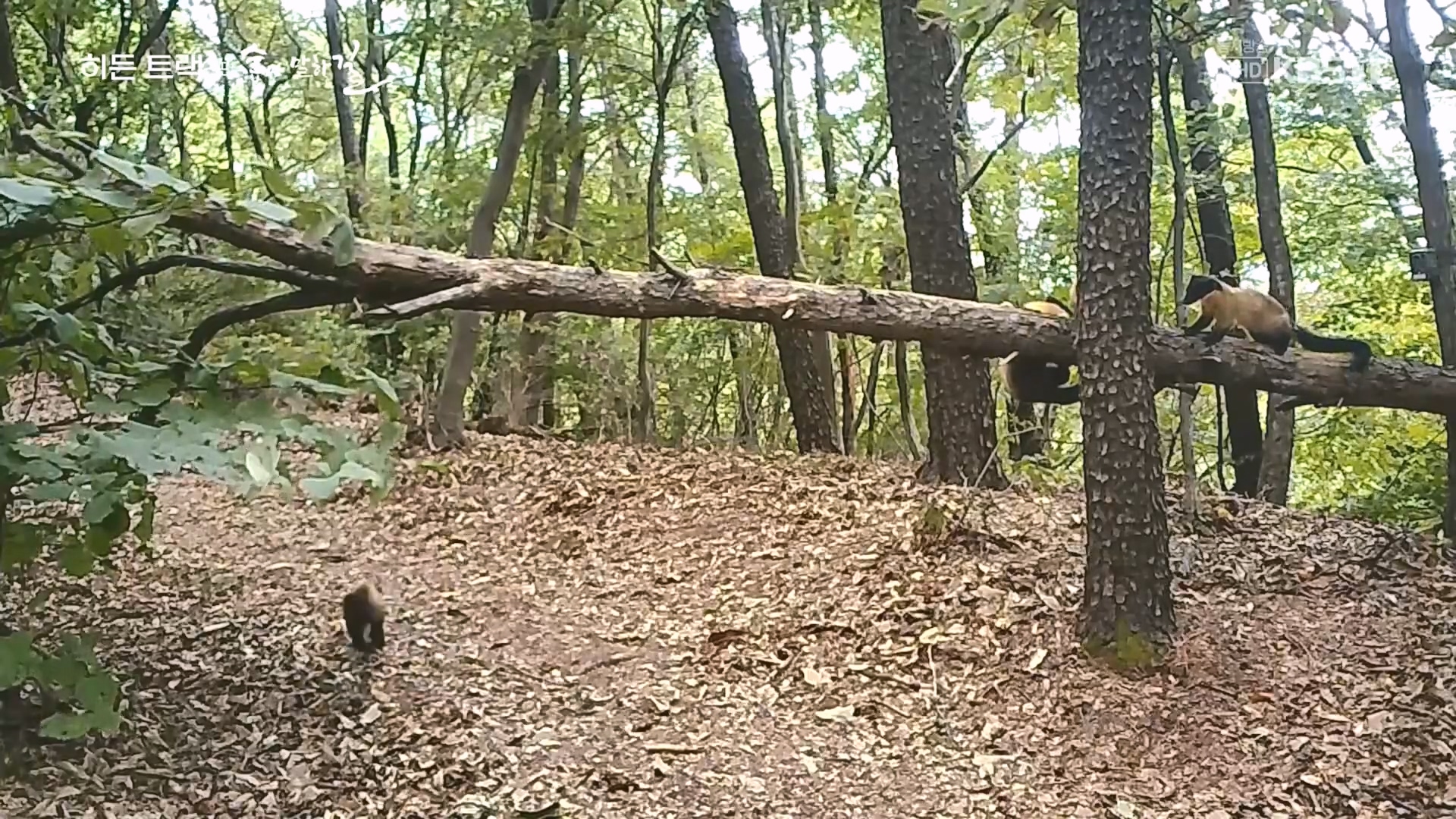 다큐 인사이트.E176.231214p.H264-F1RST.mp4_20231215_204136.585.jpg