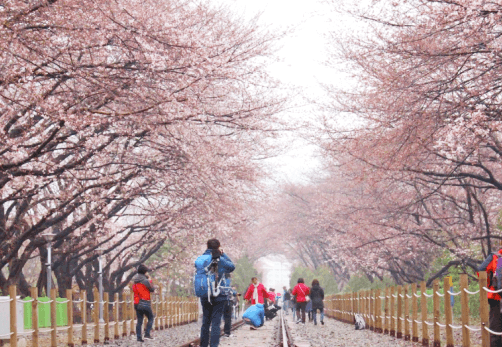 2023 진해 군항제 벚꽃축제