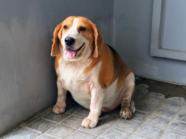  강아지 비만과 다이어트에 대해 알아봐요