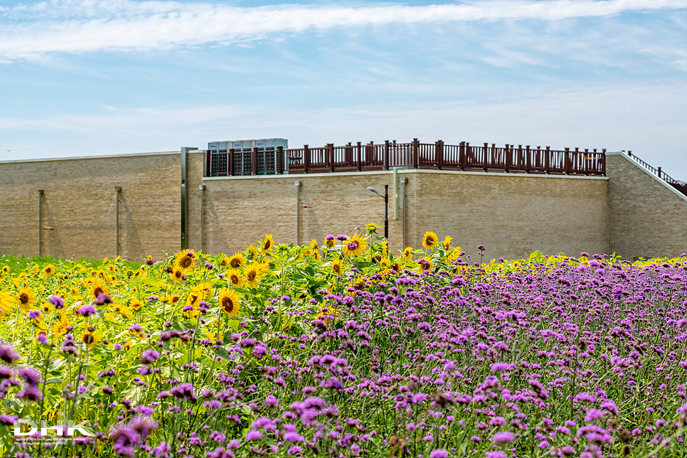 국내 1박2일 여름 여행 추천1박2일 서해 섬여행 신안 가볼만한곳 자은도 1004뮤지엄파크 세계조개박물관, 해바라기 22