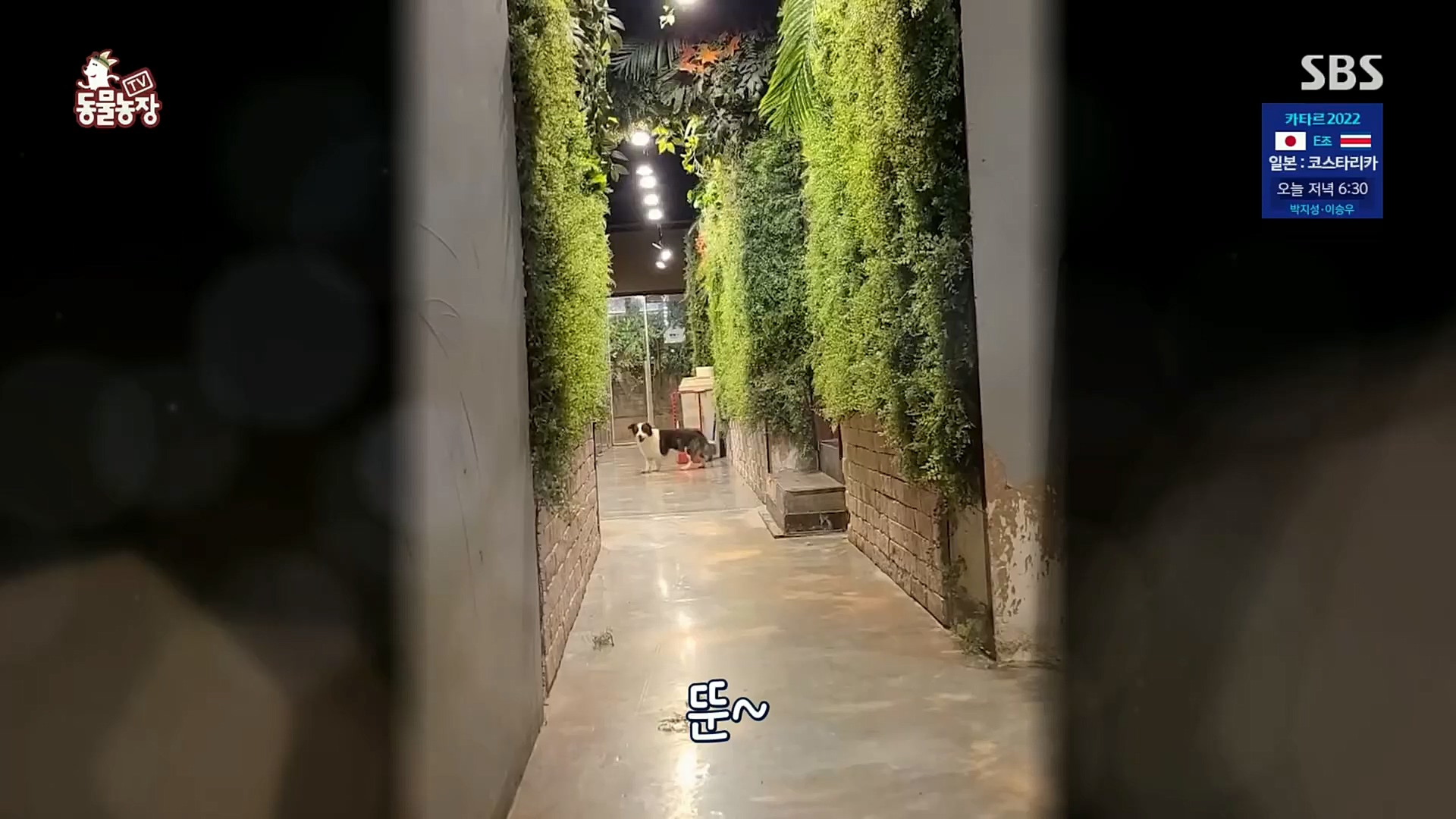 TV 동물농장.E1097.221127p.H264-F1RST.mp4_20221127_181705.852.jpg