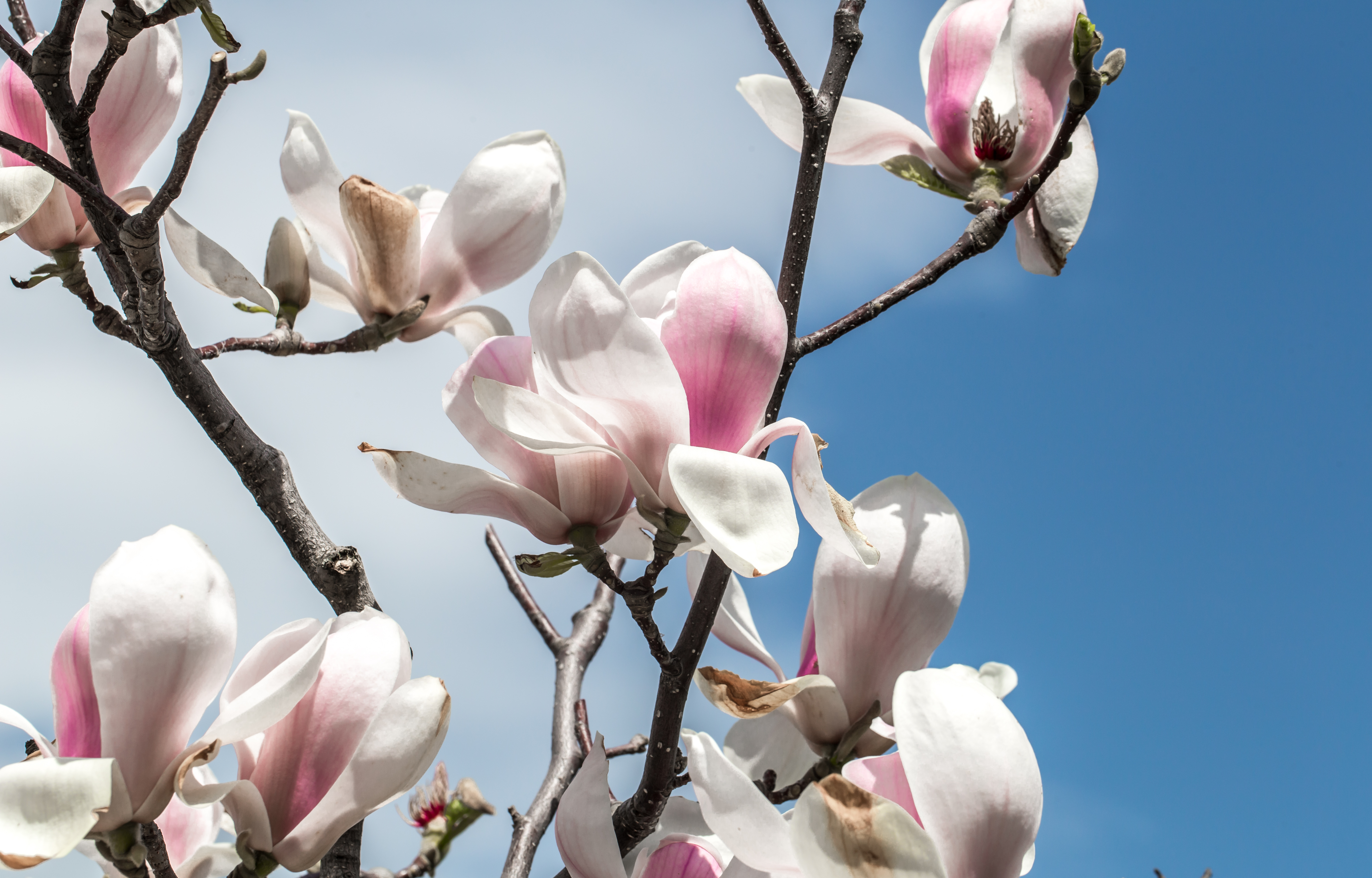 flowering-magnolia-tree-close-up-concept-flowers-spring