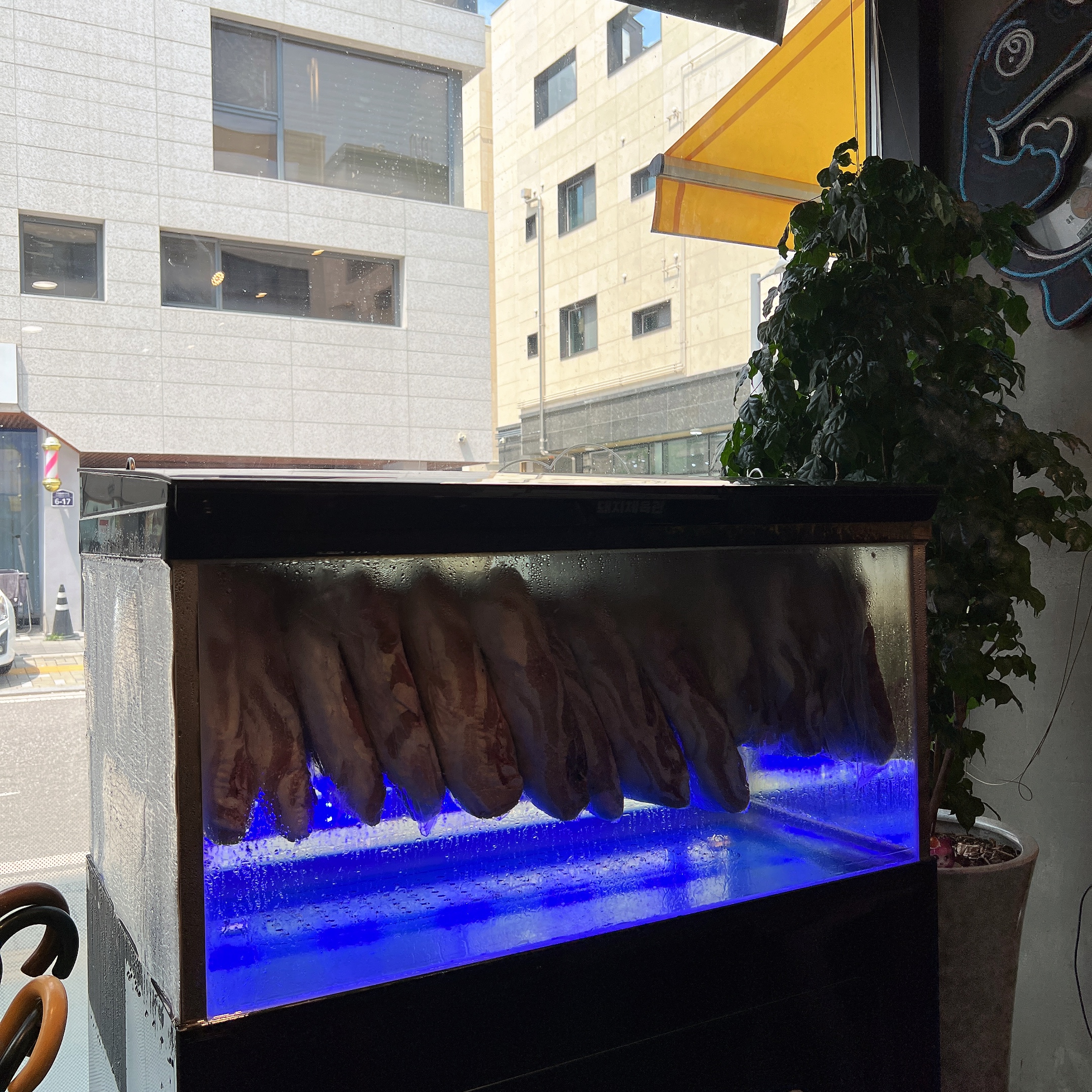 돼지체육관 이미지