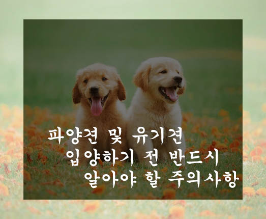  파양견 및 유기견 입양하기 전 반드시 알아야 할 주의사항