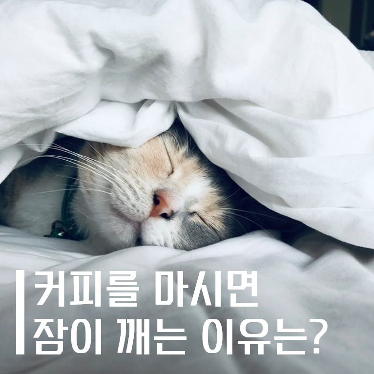  우리는 왜 잠을 자야 할까 (3) - 커피를 먹으면 잠이 깨는 이유는?